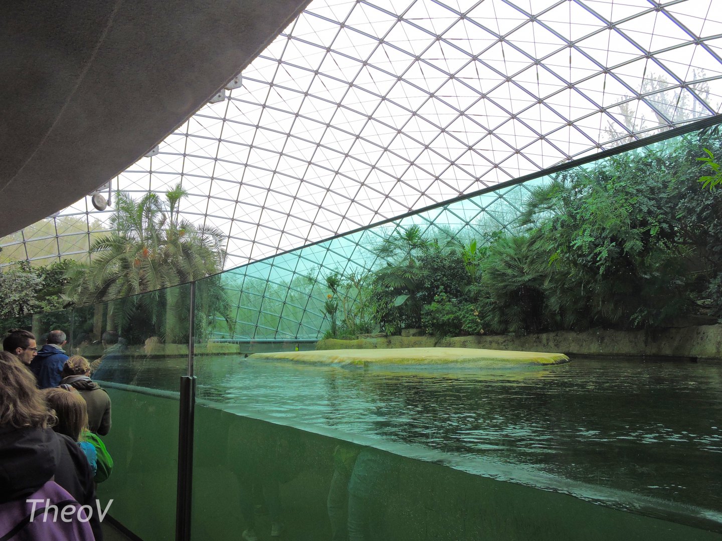 Hippopotamus exhibit [2017]