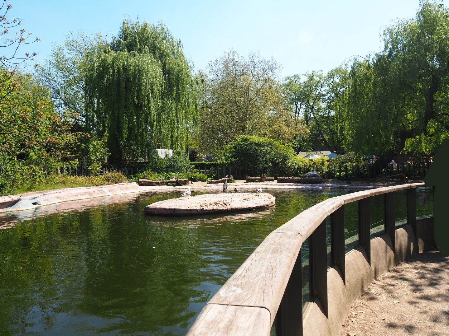 Hippopotamus exhibit, 2019-04-20