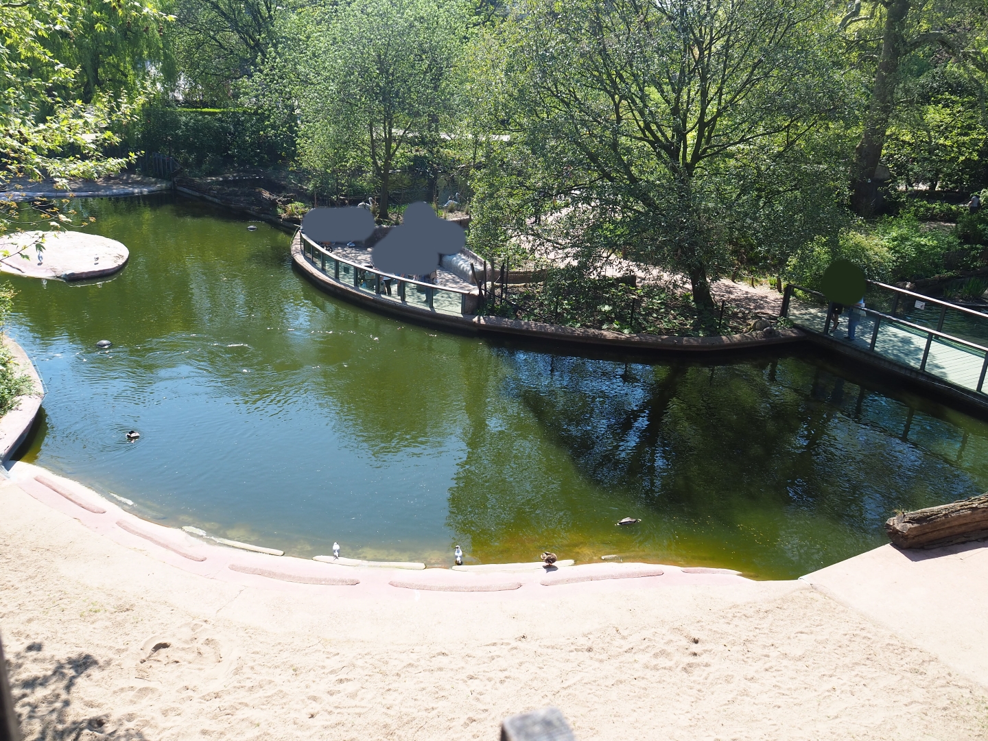 Hippopotamus exhibit, 2019-04-20