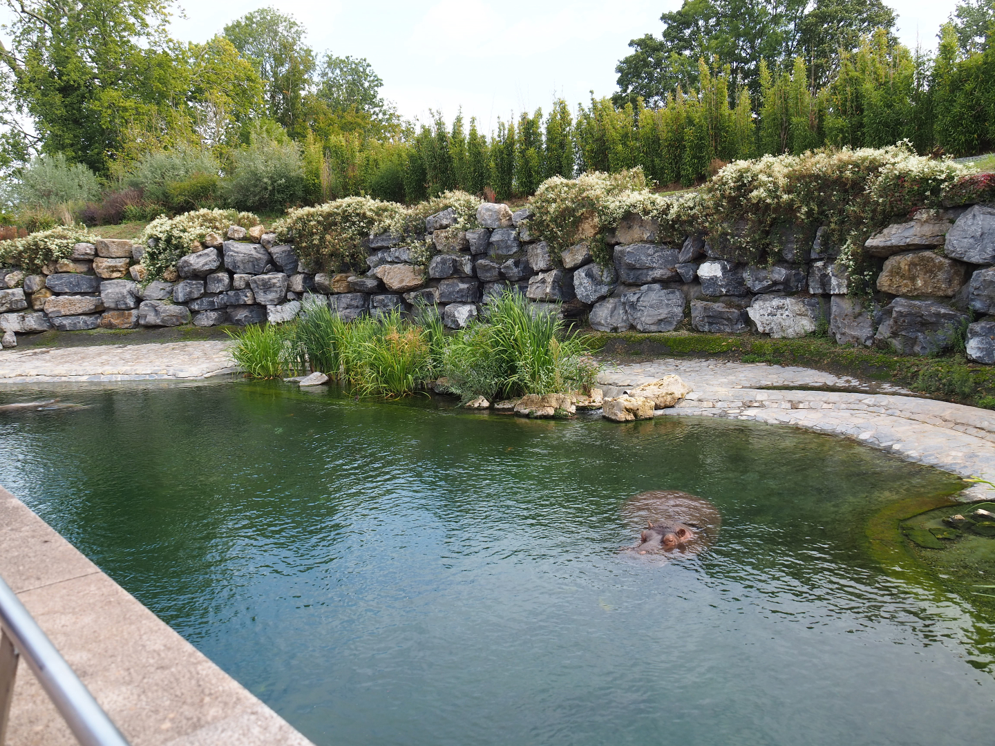 Hippopotamus exhibit, 2019-10-04