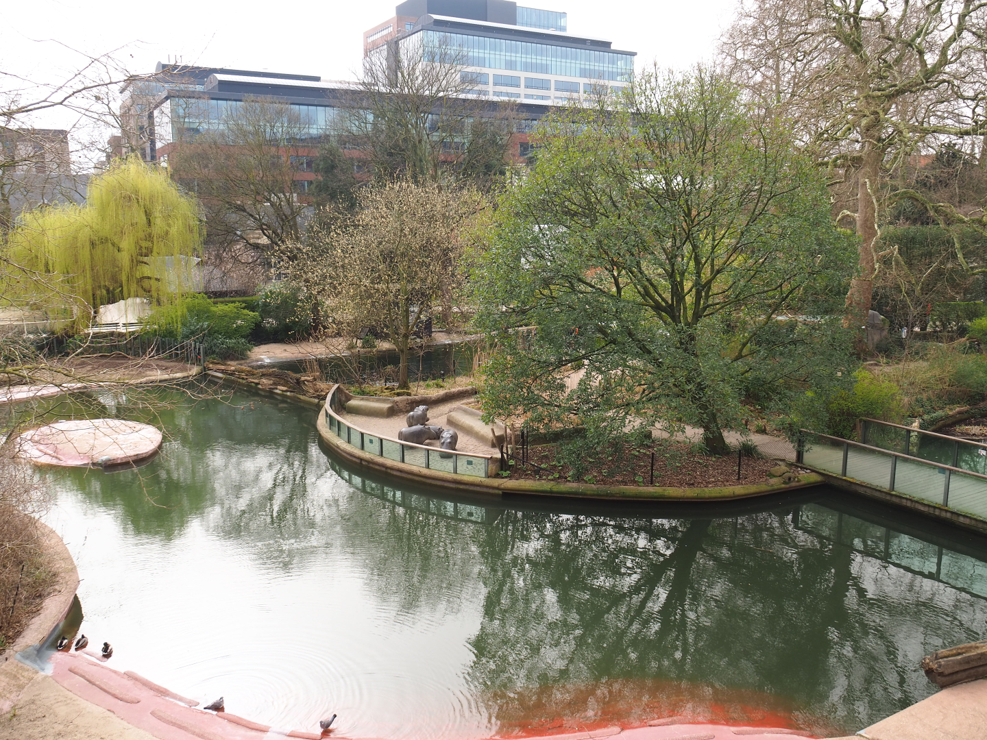 Hippopotamus exhibit, 2022-03-16