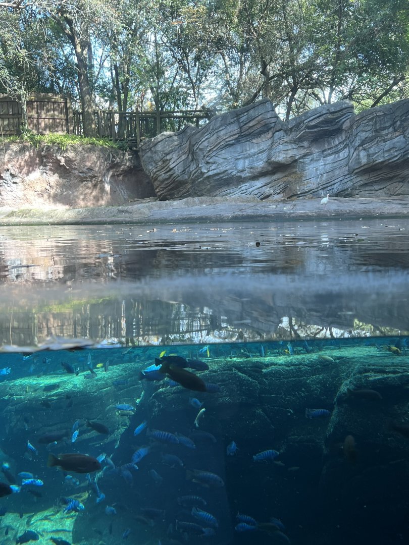 Hippopotamus Exhibit (Gorilla Falls)