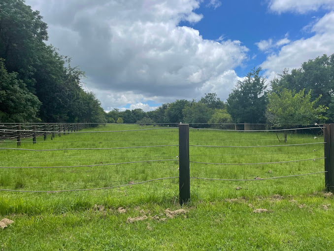 Hippopotamus Exhibit (Hipppopotamus Amphibius)