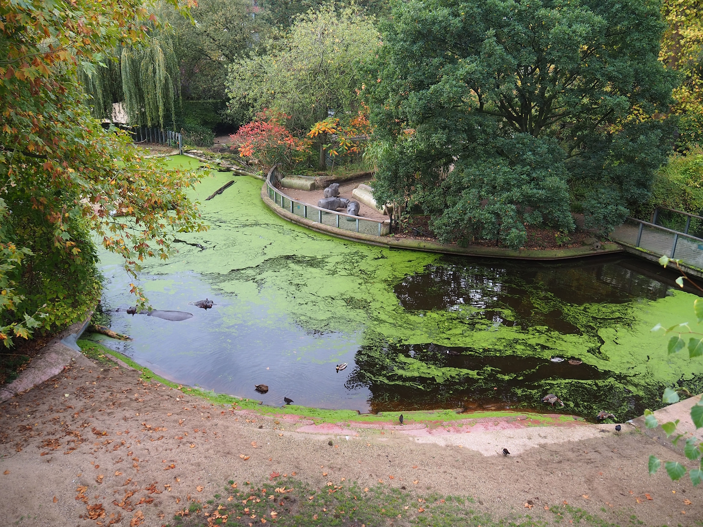 Hippopotamus exhibit seen from the upper viewing area, 2022-10-29