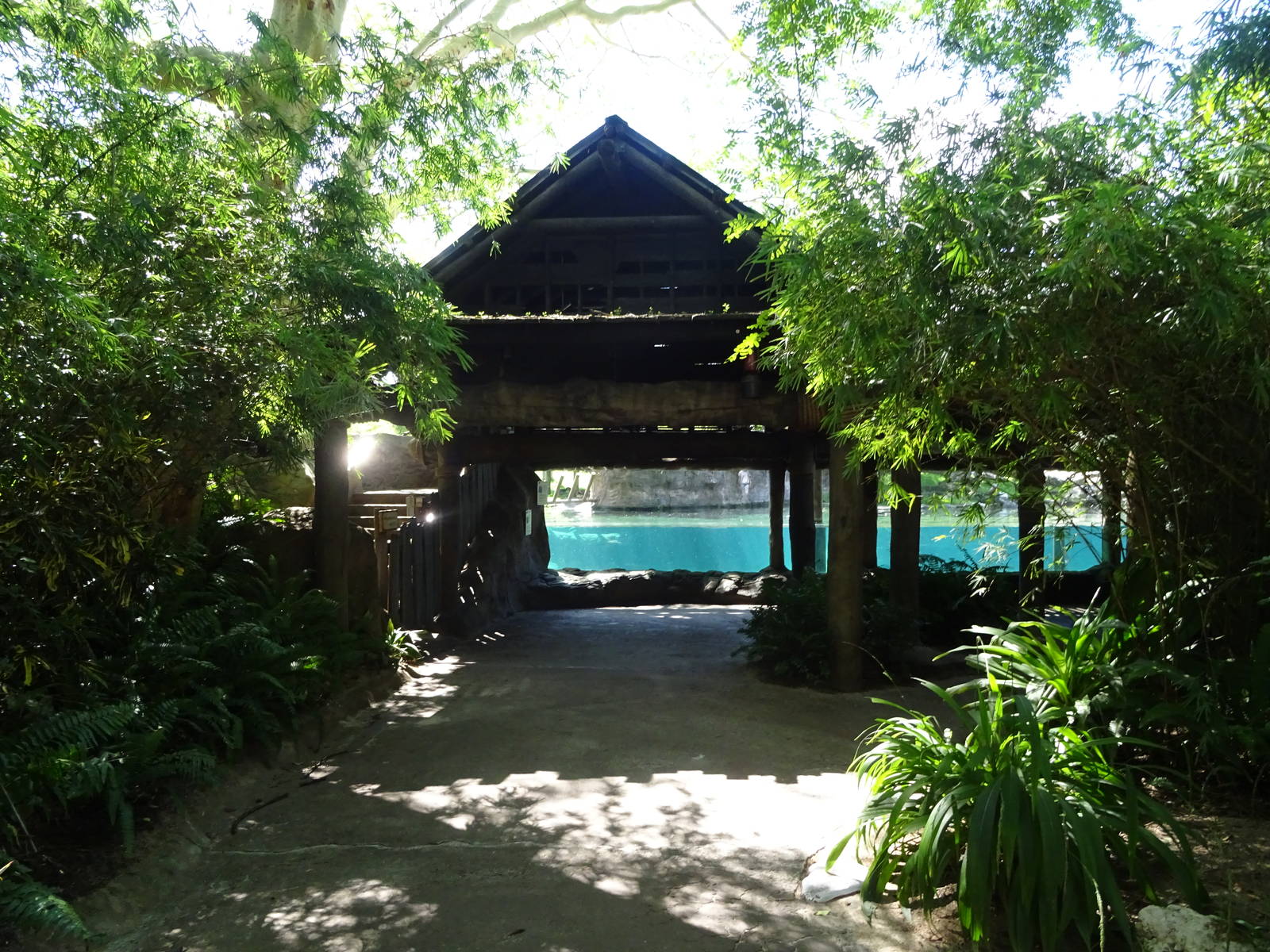 Hippopotamus Exhibit Viewing Area at Busch Gardens Tampa