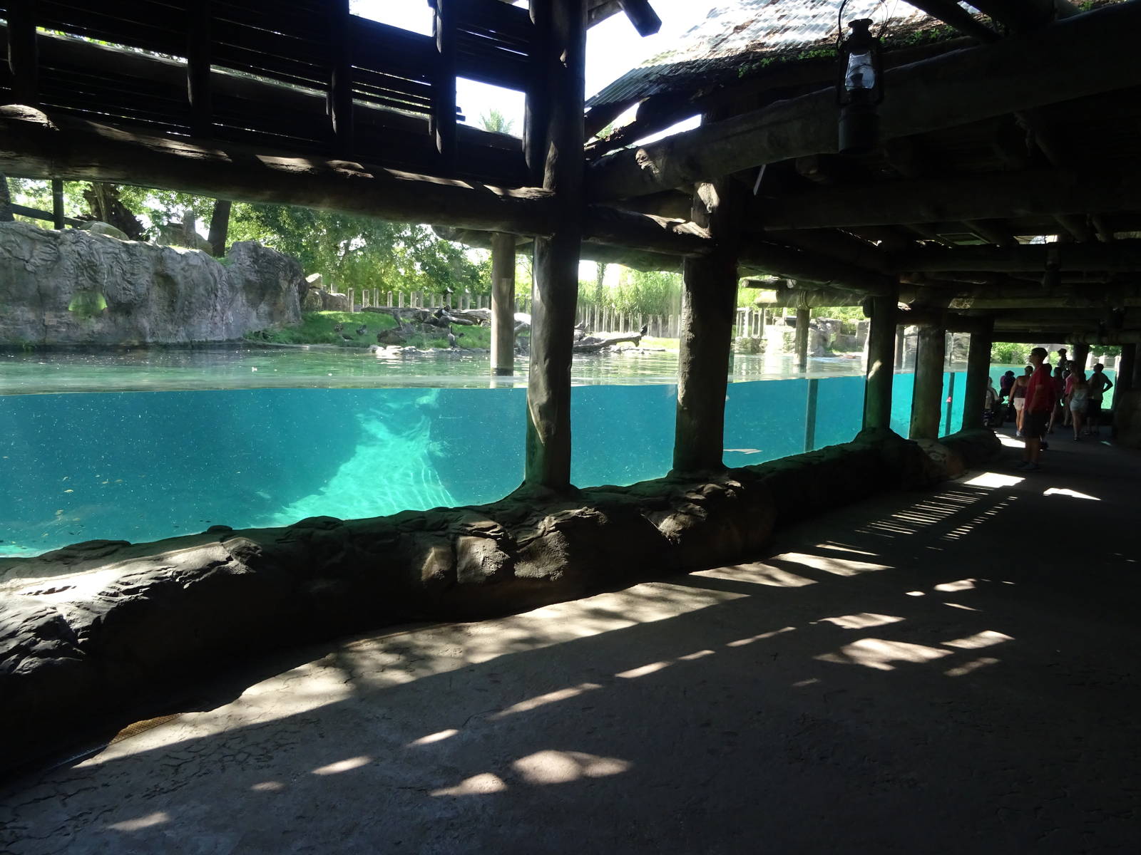 Hippopotamus Exhibit Viewing Area at Busch Gardens Tampa