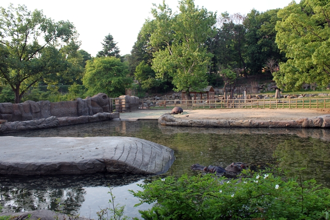 hippopotamus exhibit