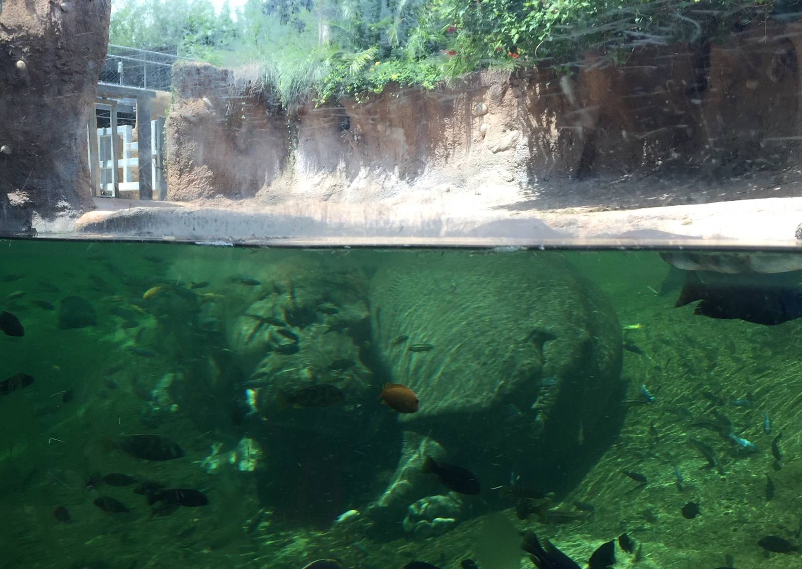 Hippopotamus Exhibit