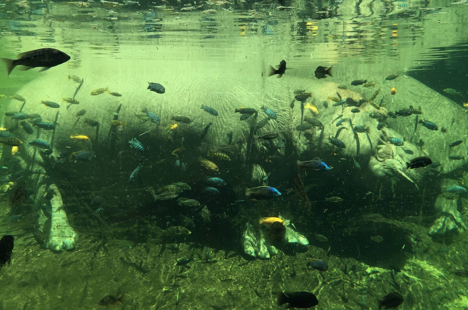 Hippopotamus Exhibit