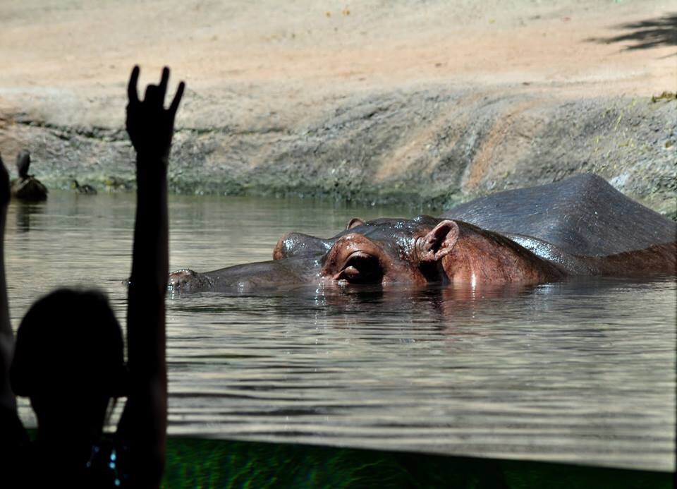 Hippopotamus Exhibit