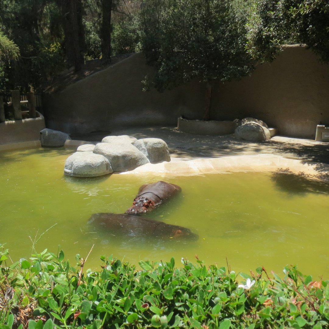 Hippopotamus Exhibit