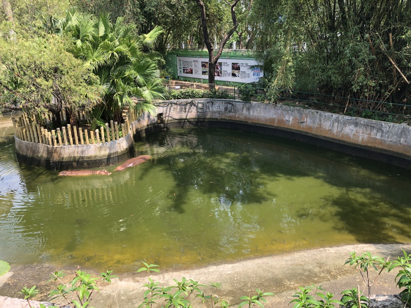 Hippopotamus Exhibit