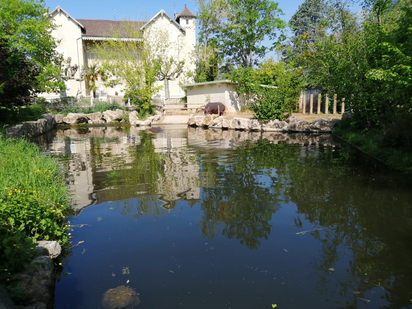 Hippopotamus Exhibit