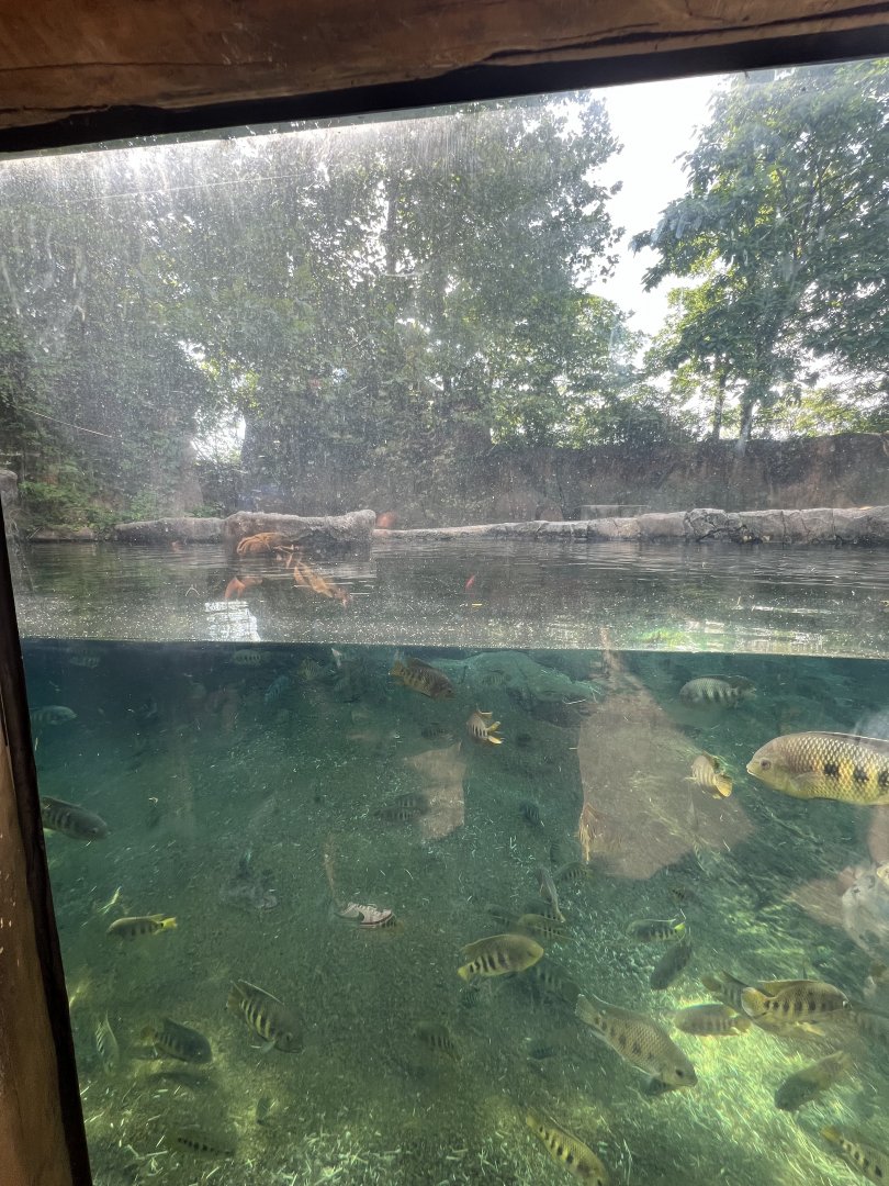 Hippopotamus Exhibit