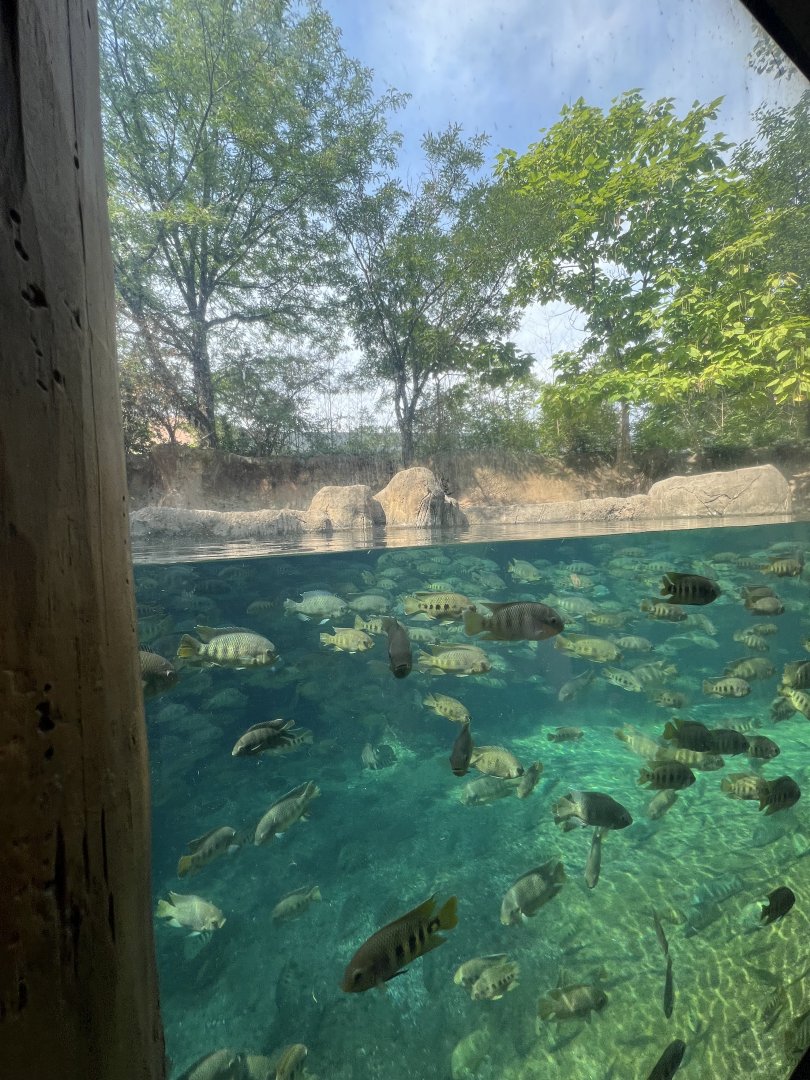 Hippopotamus Exhibit