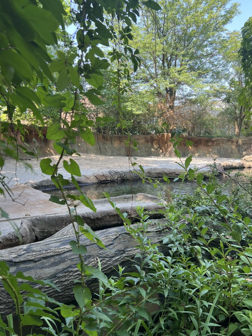 Hippopotamus Exhibit