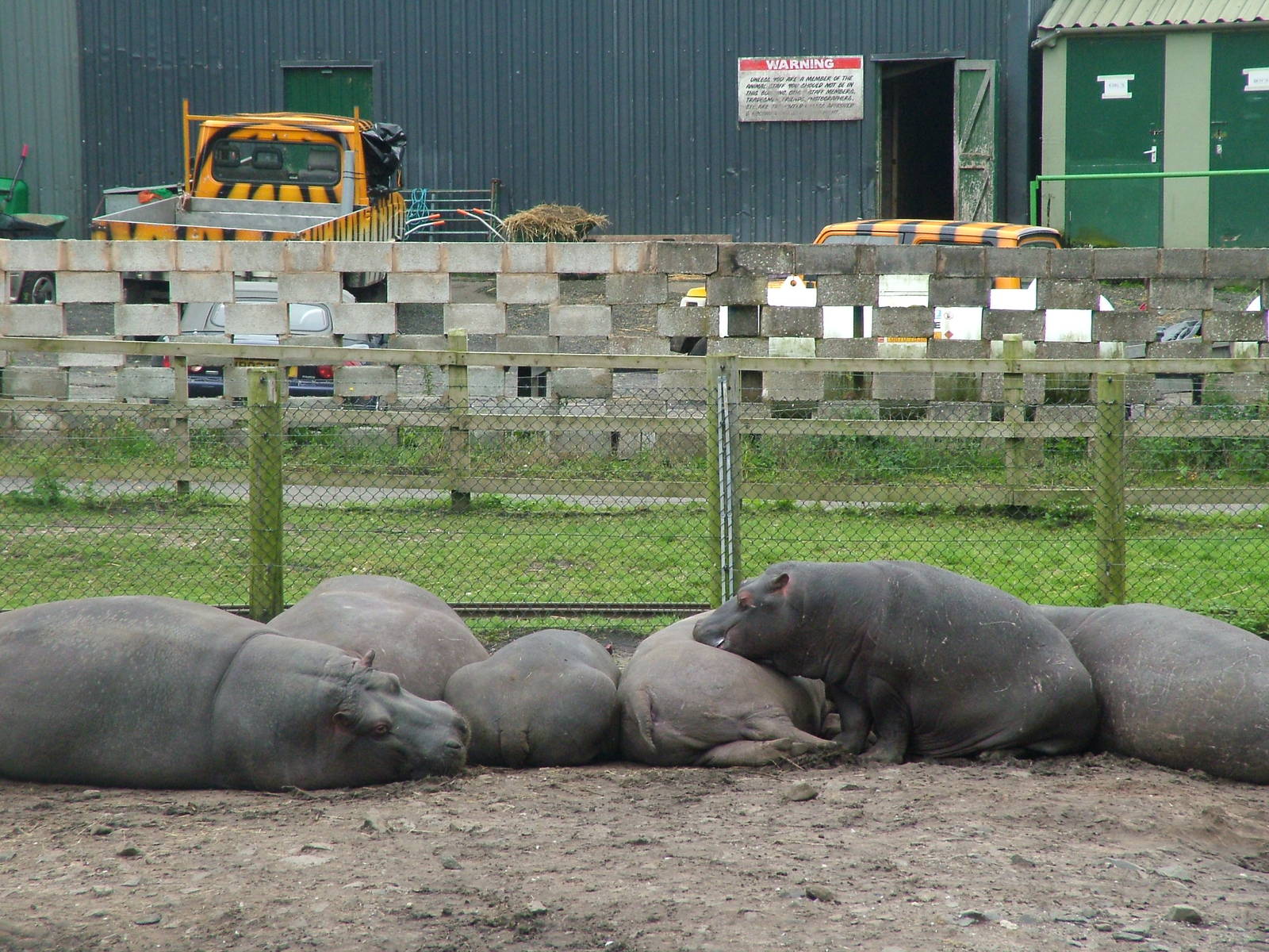 Hippopotamus family at West Midland Safari Park