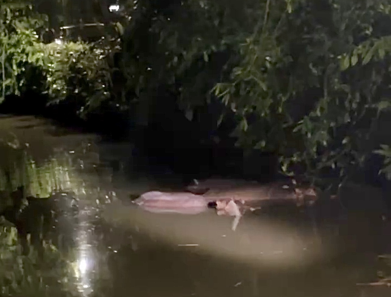 Hippopotamus family,  Taiping Zoo and Night Safari