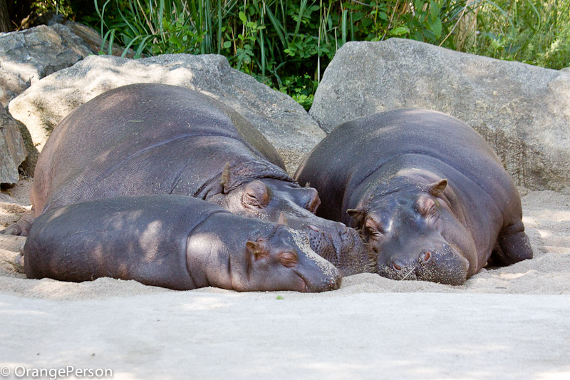 Hippopotamus family