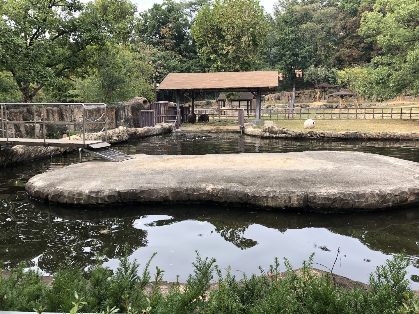 Hippopotamus (Female & Calf) Exhibit