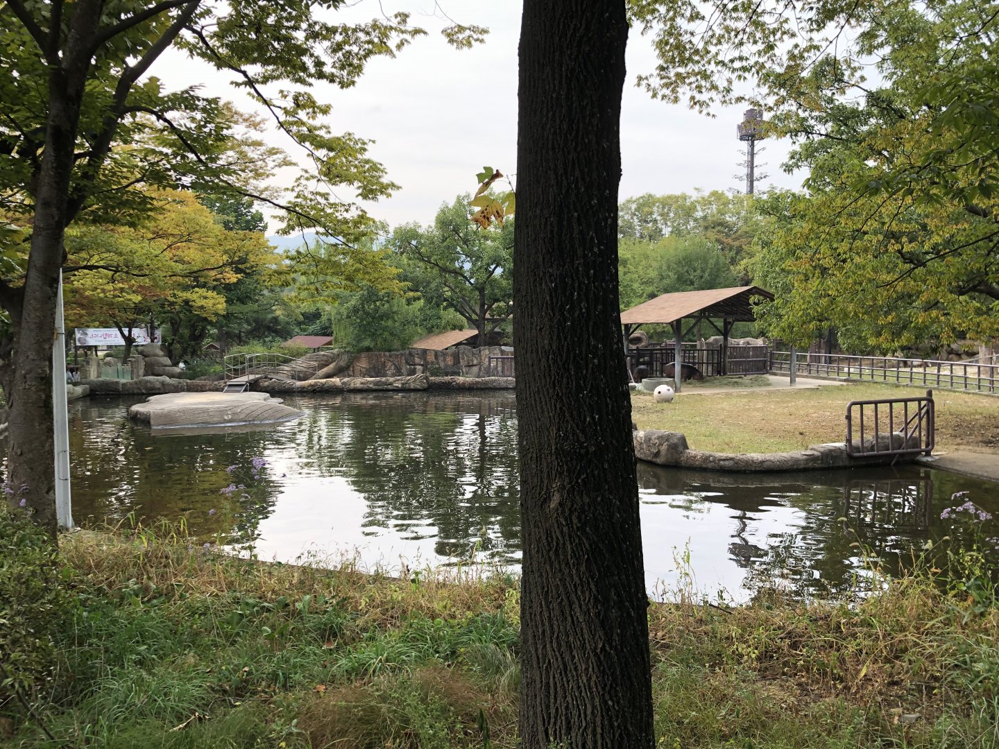 Hippopotamus (Female & Calf) Exhibit