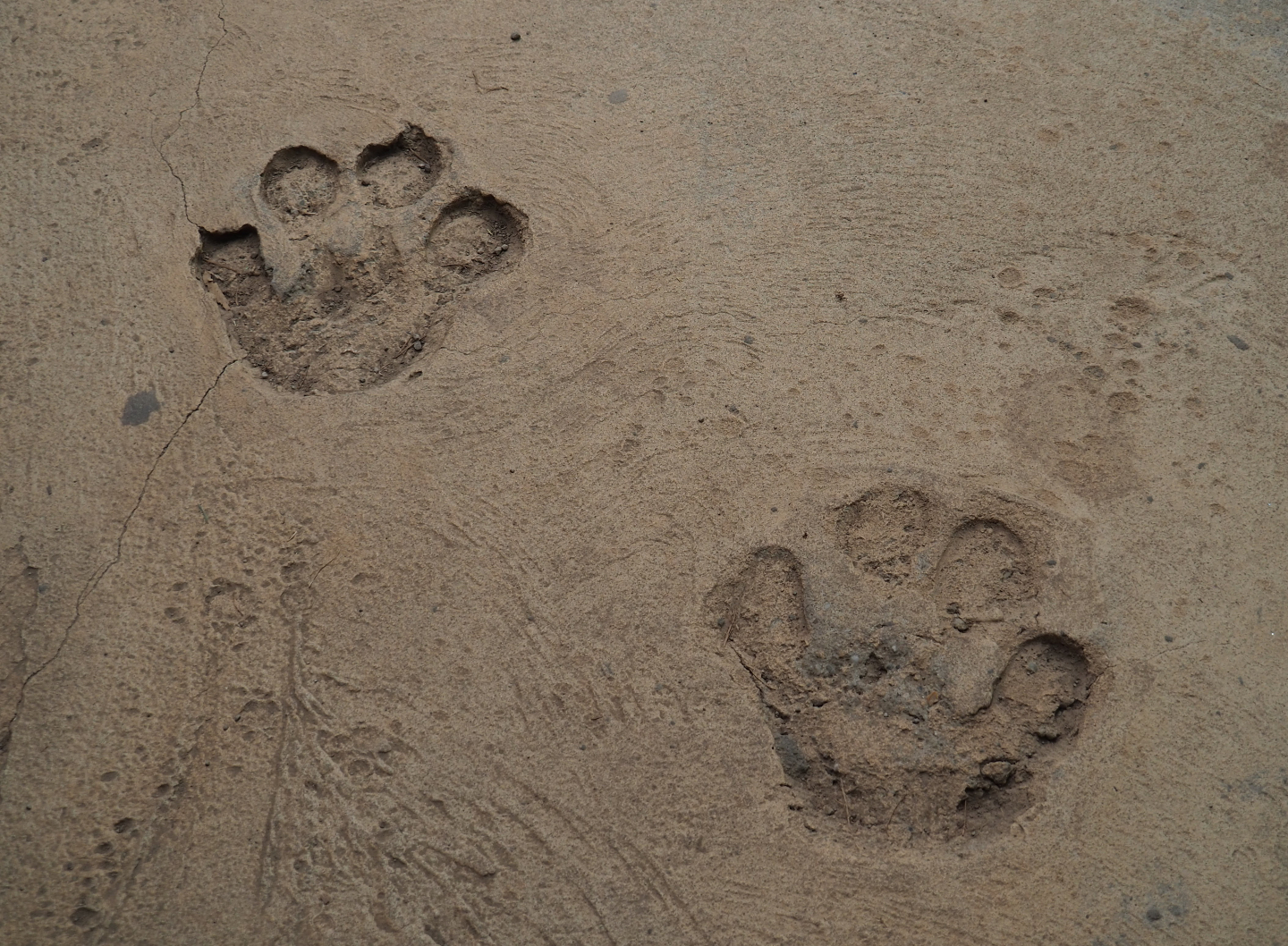 Hippopotamus foot prints in the floor of the hippopotamus/crocodile house, 2019-09-15