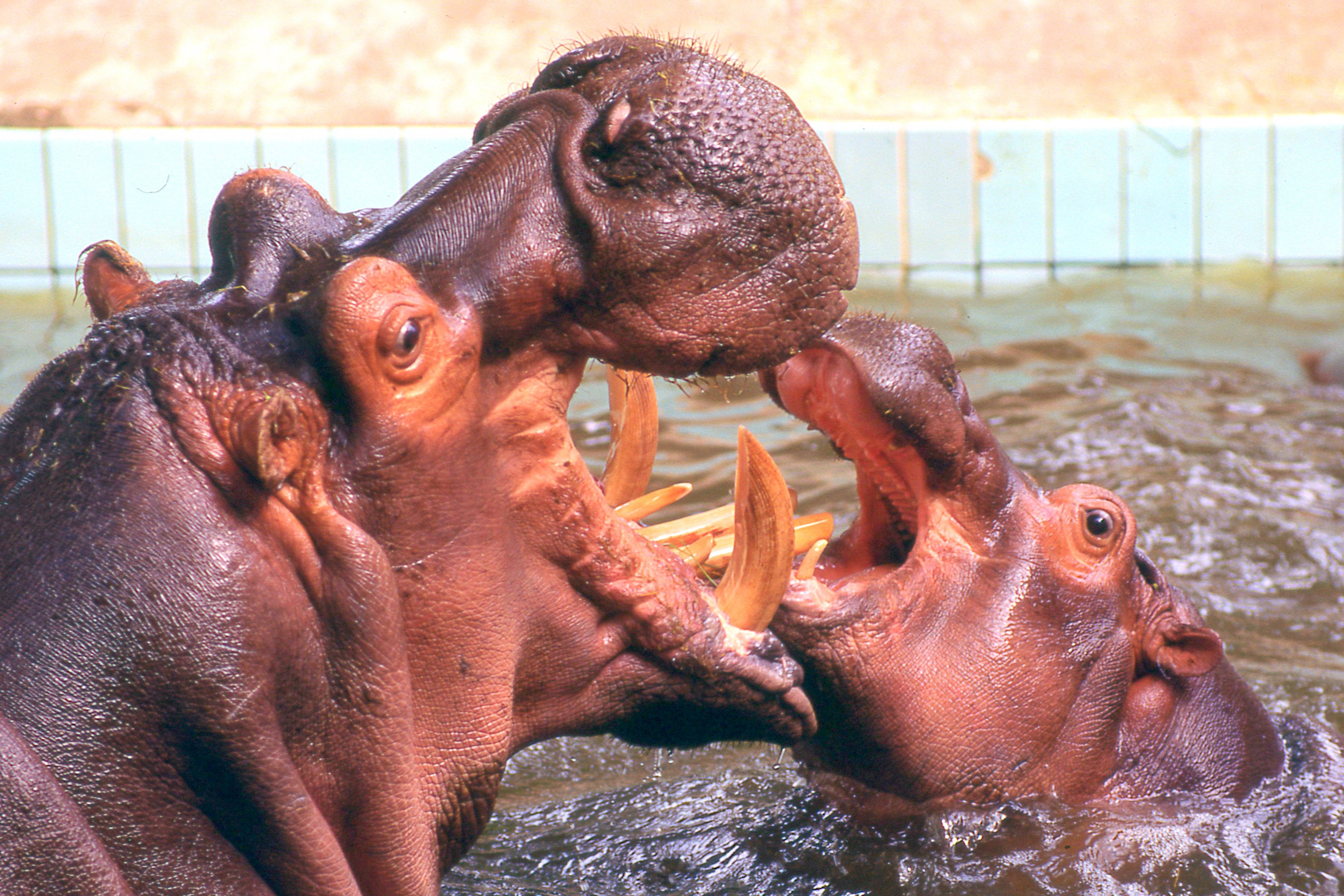 Hippopotamus; Frankfurt; early 1990s
