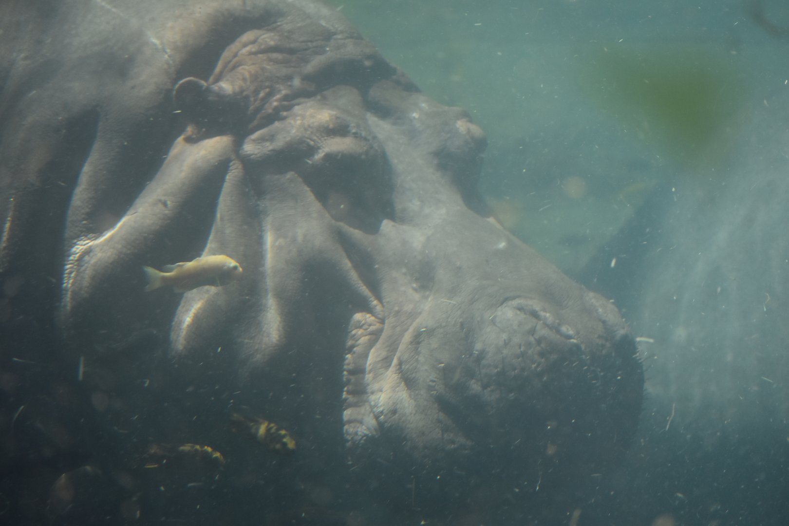 Hippopotamus Getting a Cichlid Spa