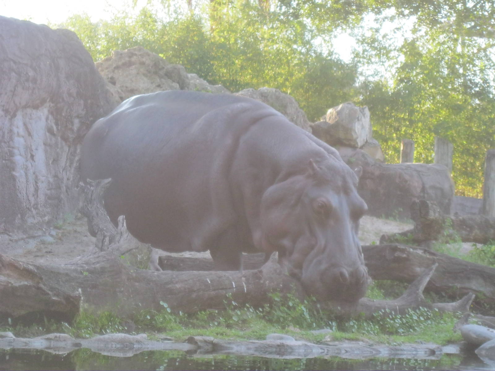 Hippopotamus Grazing