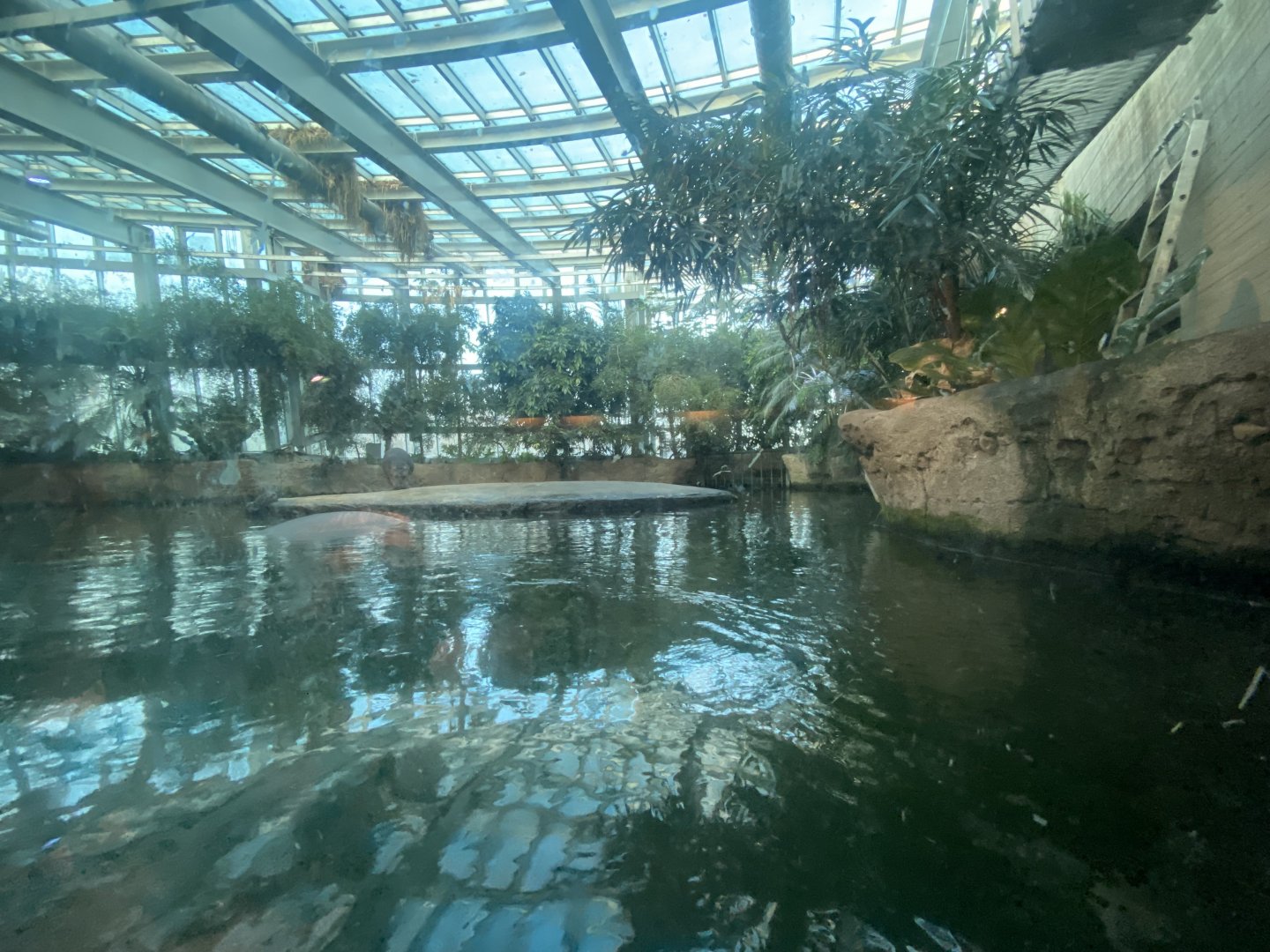 Hippopotamus habitat 261124