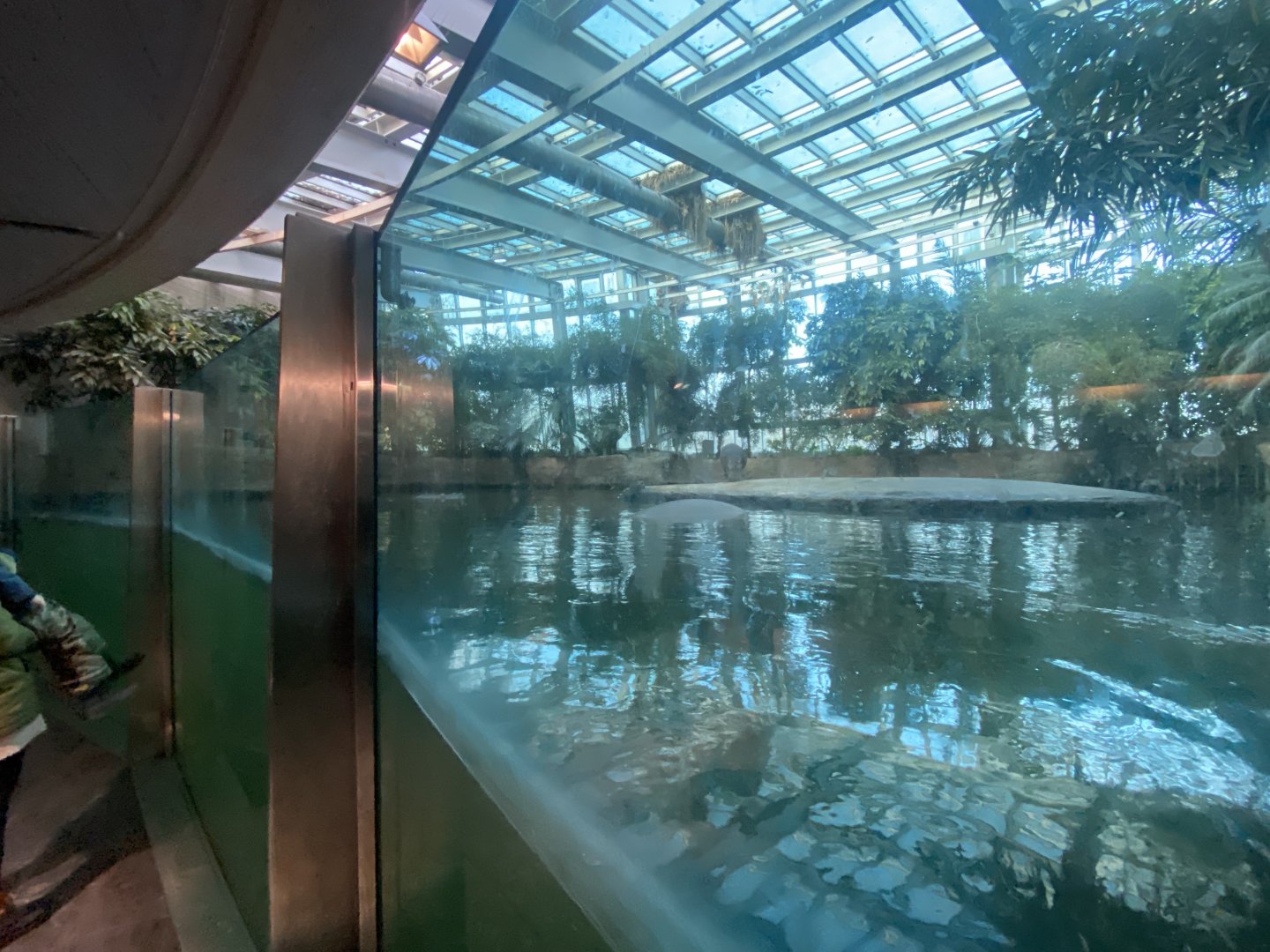 Hippopotamus habitat 261124