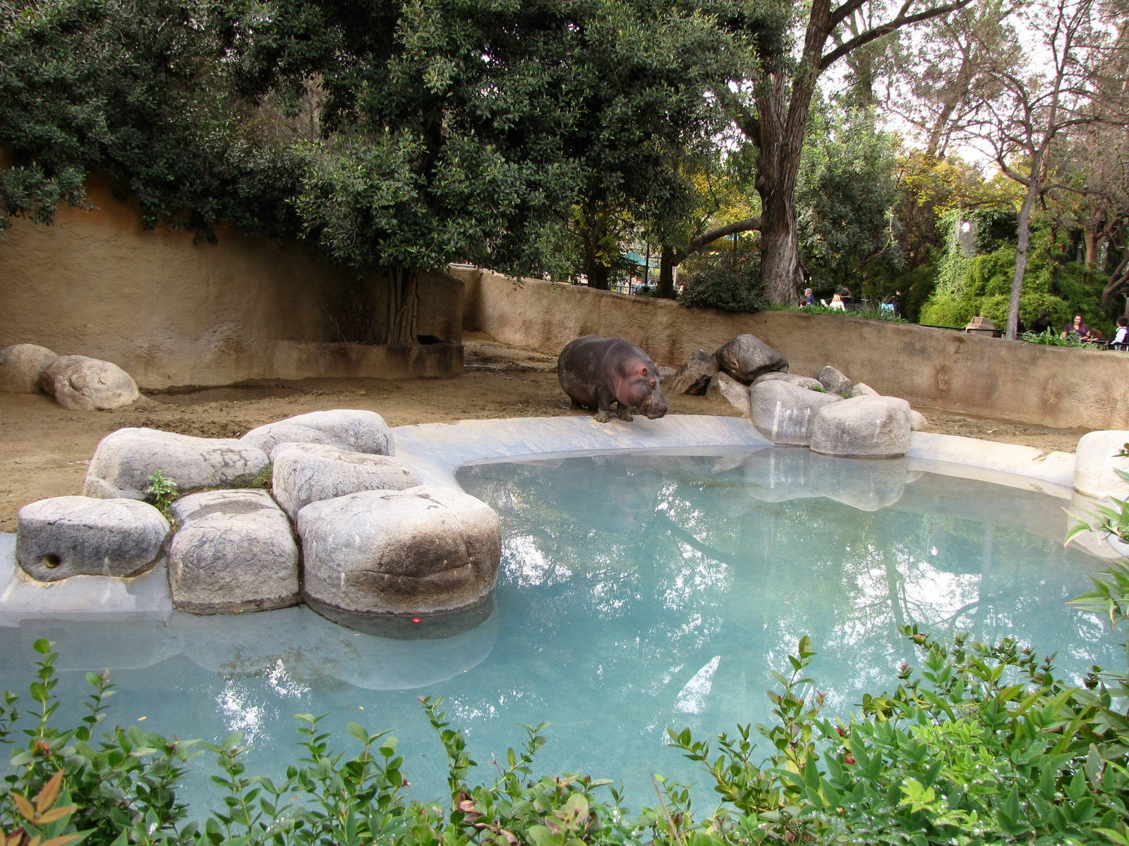 Hippopotamus Habitat