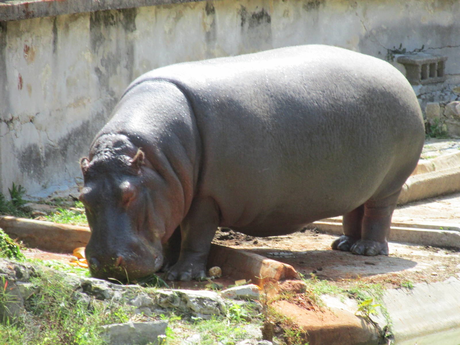 hippopotamus havana zoo