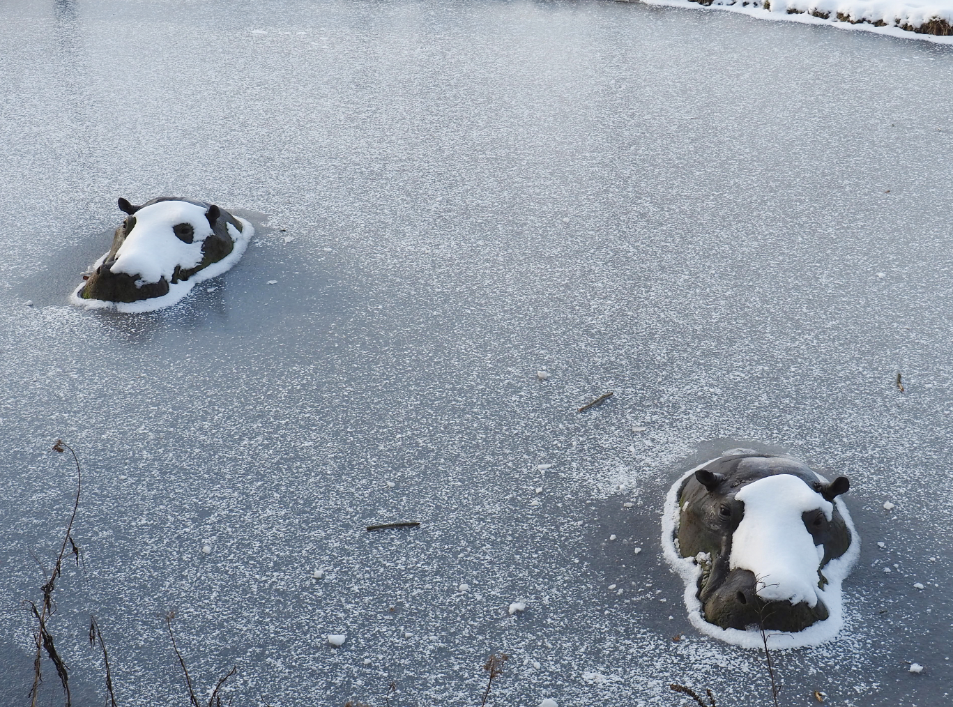 Hippopotamus heads statues in the ice, 2021-02-14