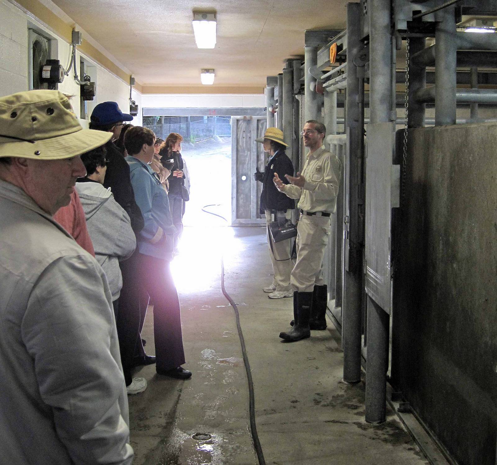 Hippopotamus, Heart of Africa Exhibit