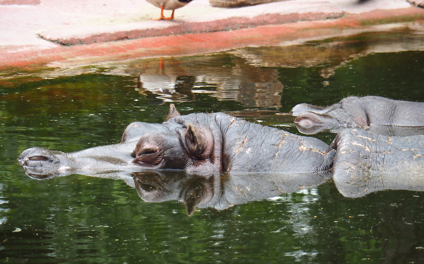 Hippopotamus Hermien (Hippopotamus amphibius), 2020-05-24