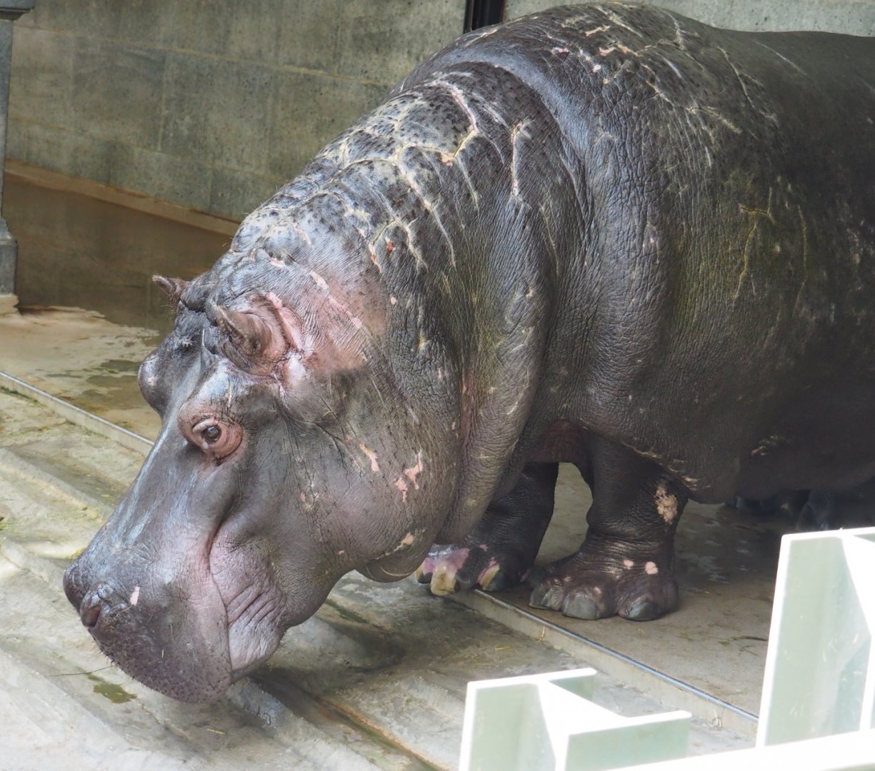 Hippopotamus Hermien (Hippopotamus amphibius), 2021-07-17