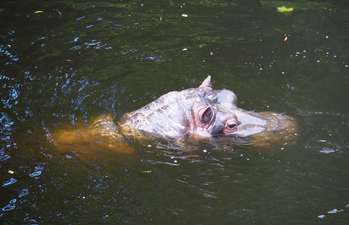 Hippopotamus Hermien (Hippopotamus amphibius), 2022-05-26