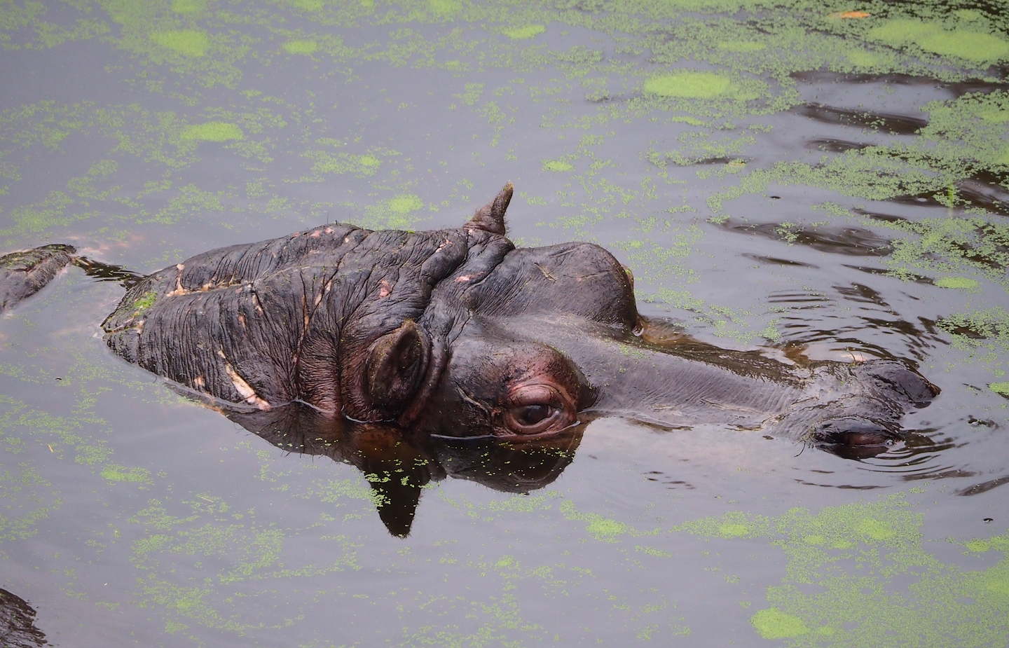 Hippopotamus Hermien (Hippopotamus amphibius), 2022-10-29