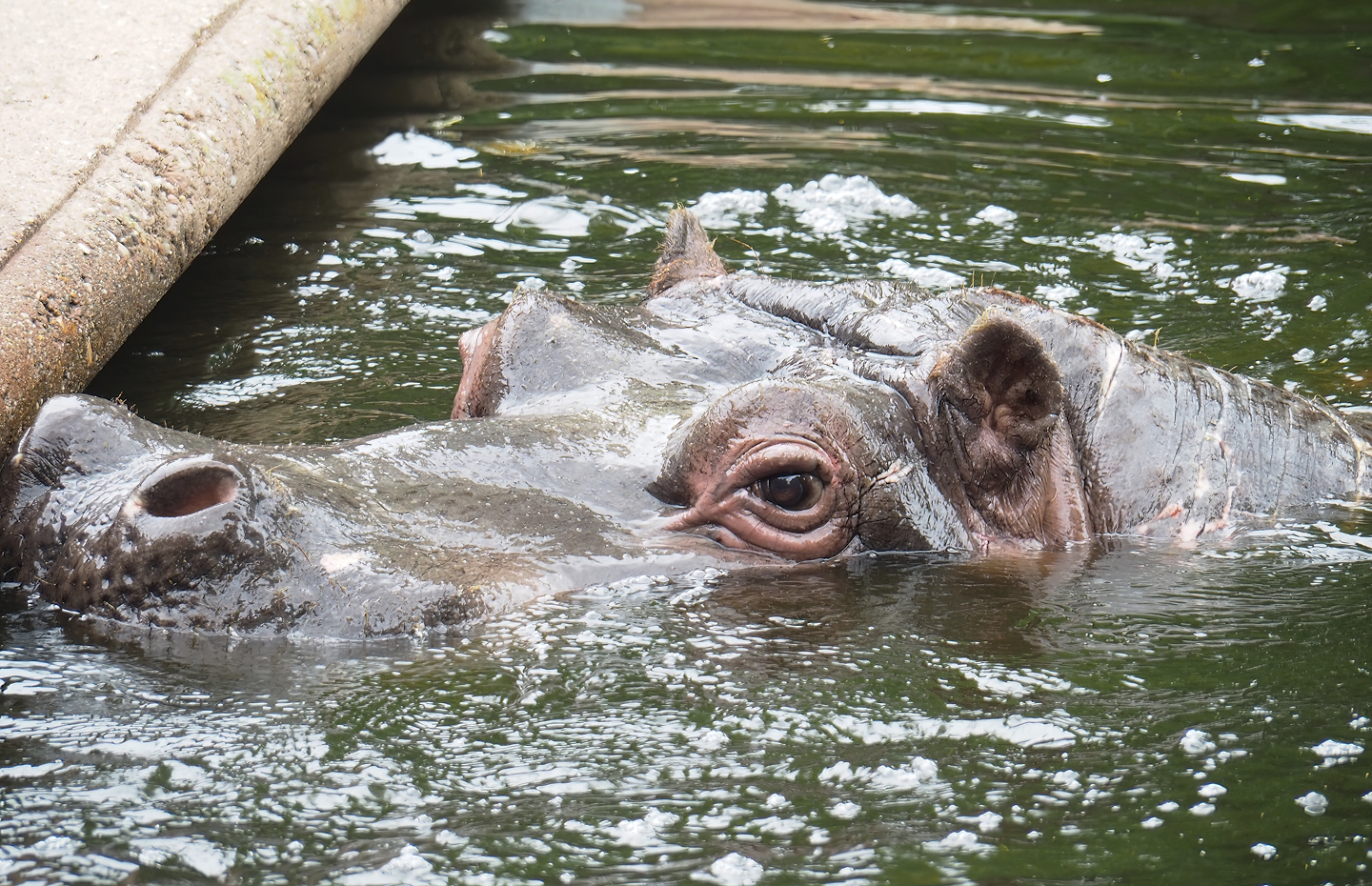 Hippopotamus Hermien (Hippopotamus amphibius), 2023-07-02