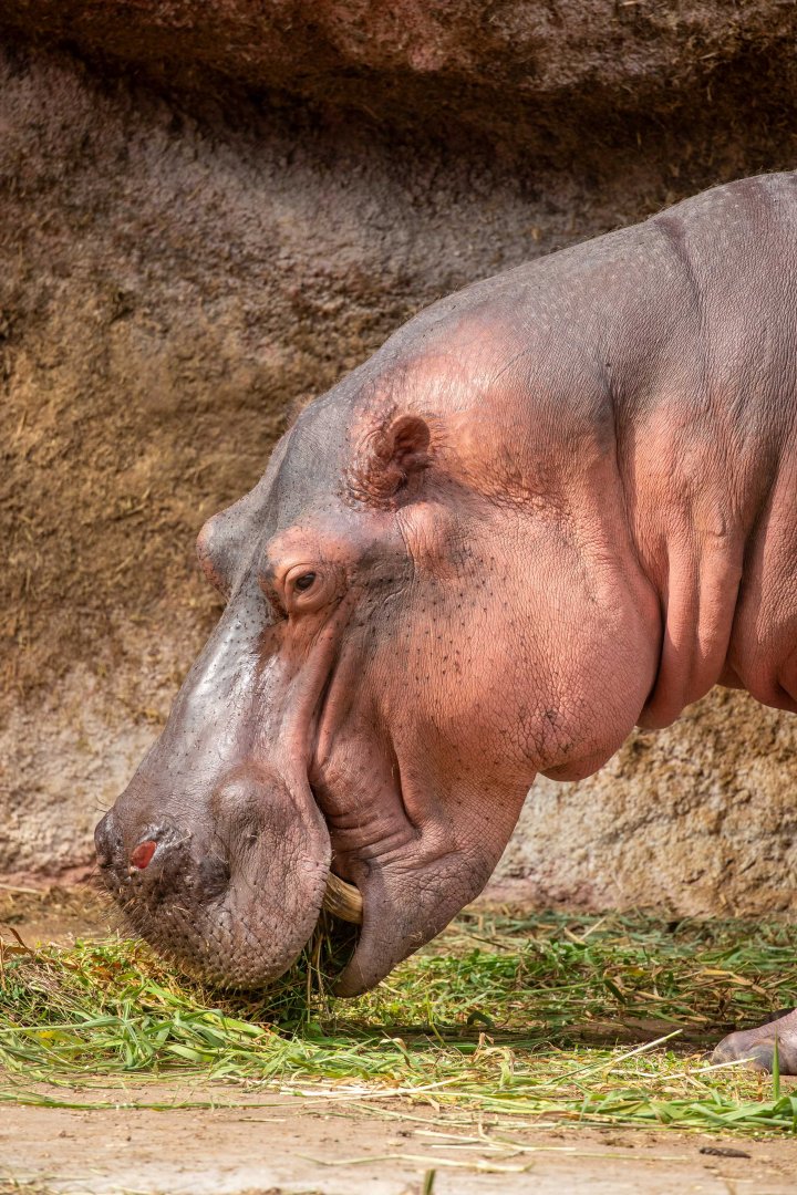 Hippopotamus (Hippopotamus amphibious)
