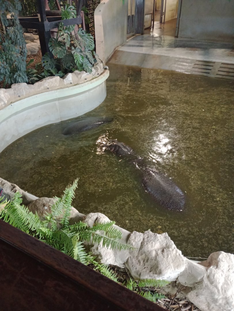 Hippopotamus (Hippopotamus amphibious)