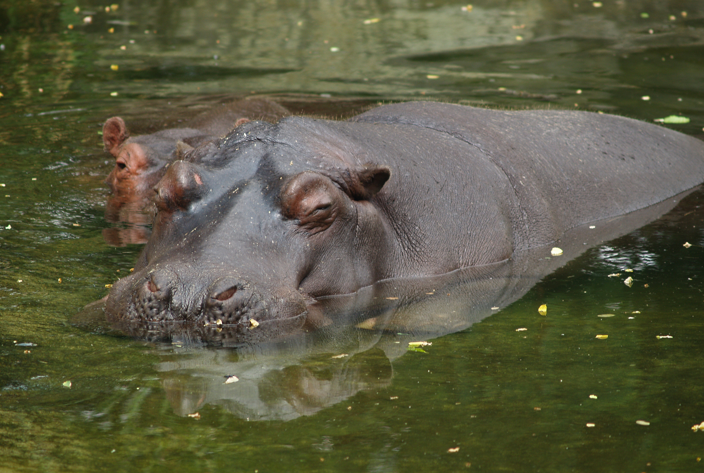 Hippopotamus (Hippopotamus amphibius), 2006-07-08