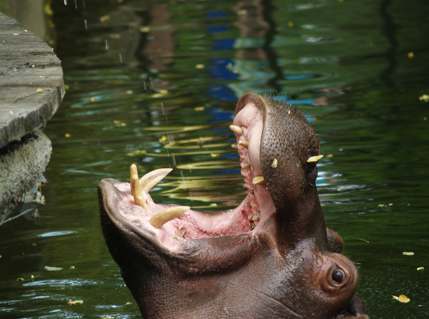 Hippopotamus (Hippopotamus amphibius), 2006-07-08
