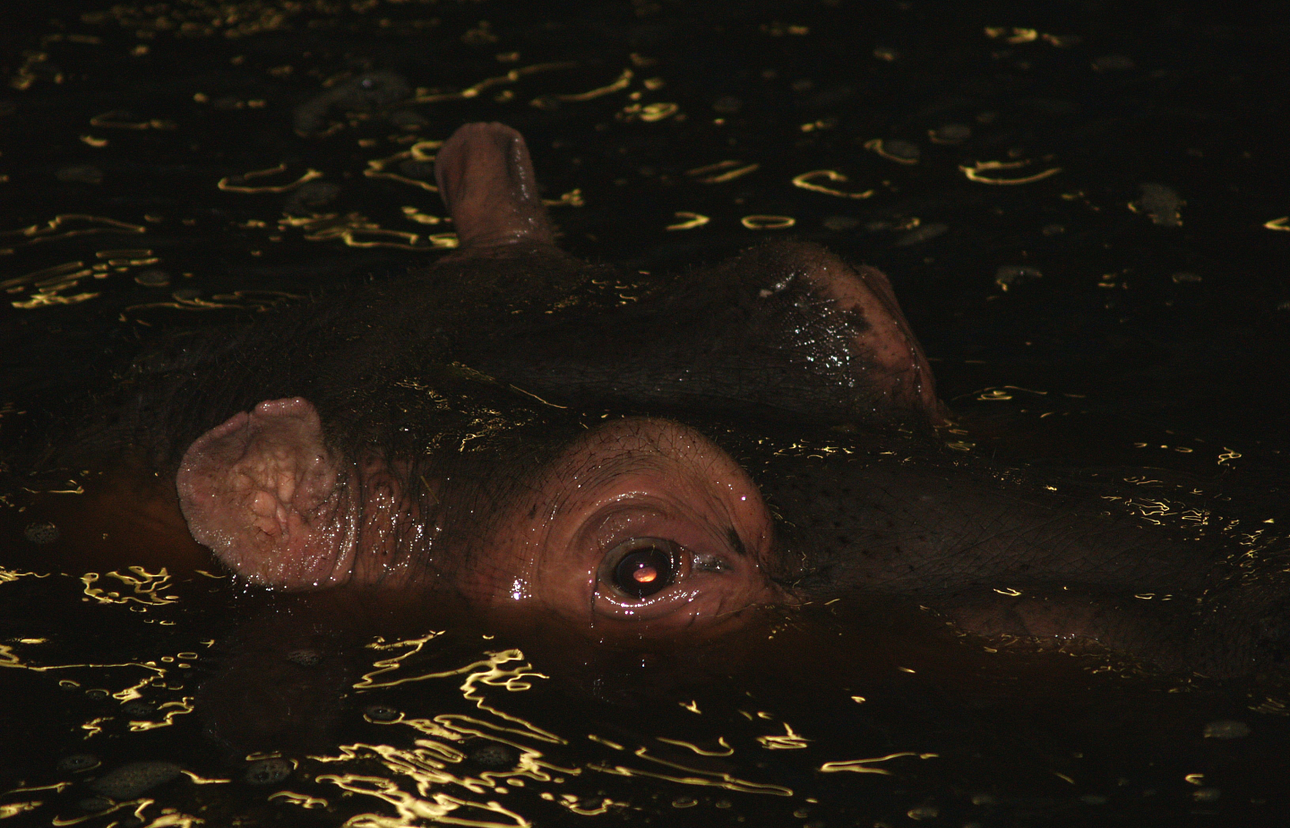 Hippopotamus (Hippopotamus amphibius), 2008-03-01