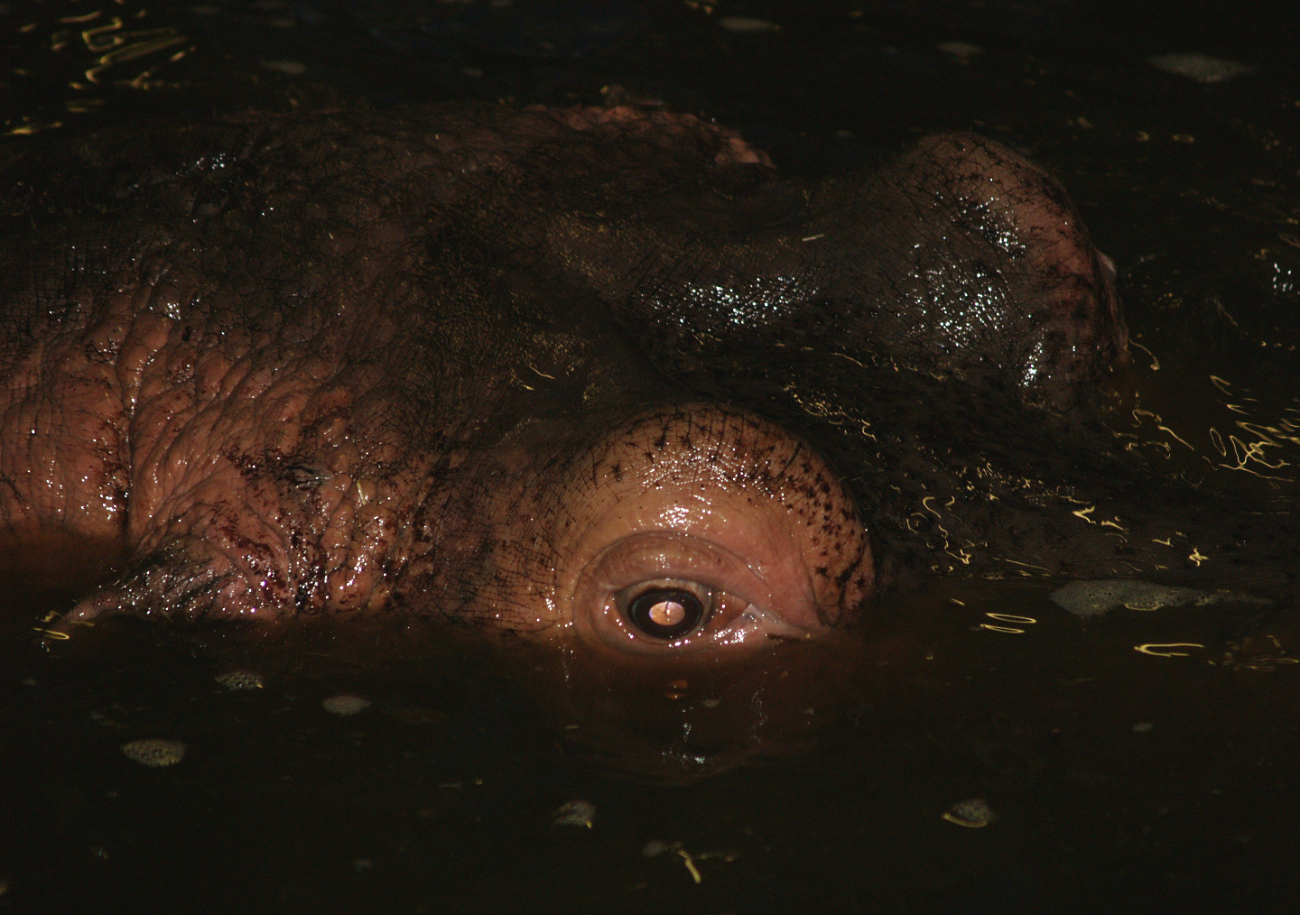 Hippopotamus (Hippopotamus amphibius), 2008-03-01