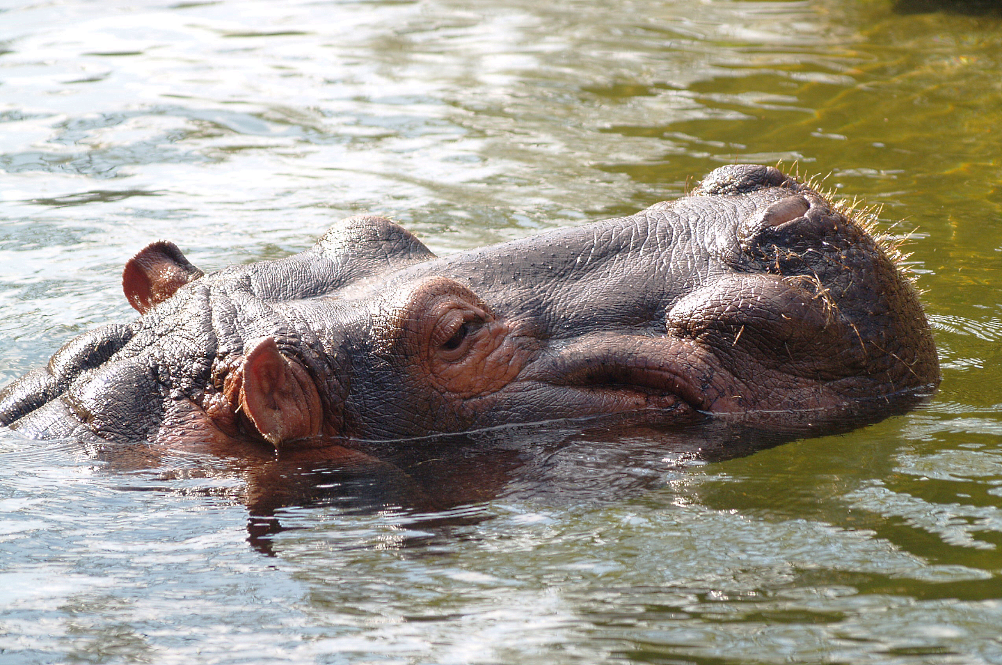 Hippopotamus (Hippopotamus amphibius), 2009-04-19