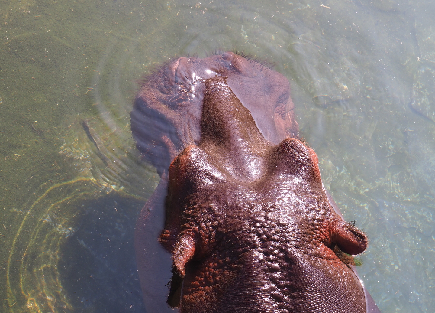 Hippopotamus (Hippopotamus amphibius), 2021-09-02