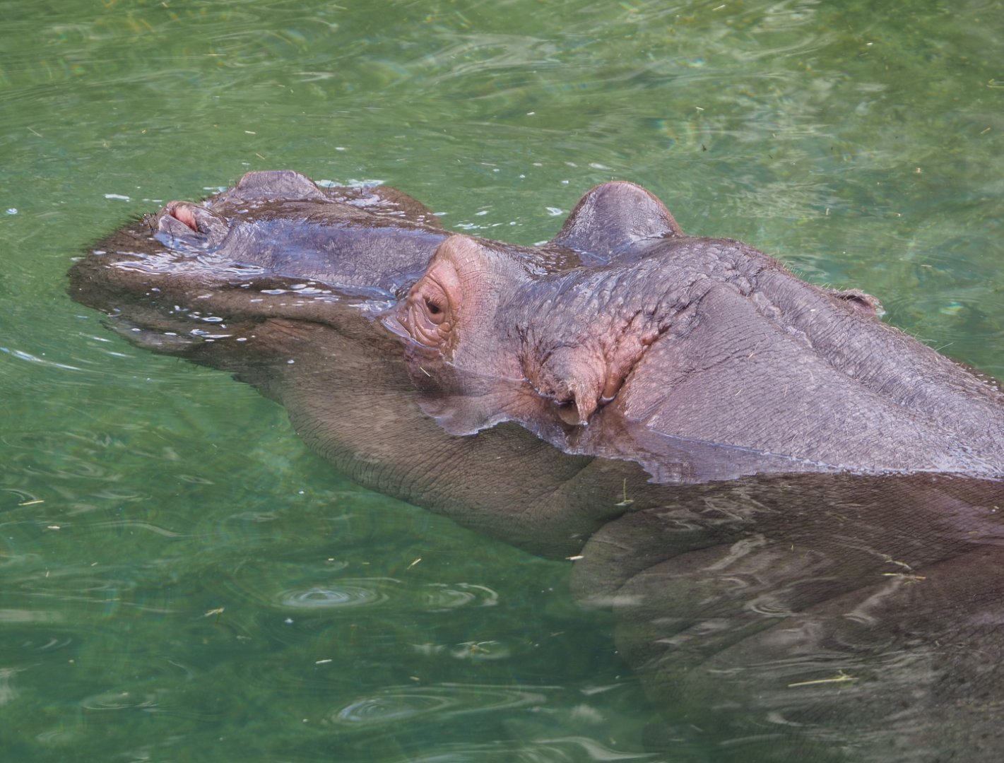 Hippopotamus (Hippopotamus amphibius), 2022-06-28