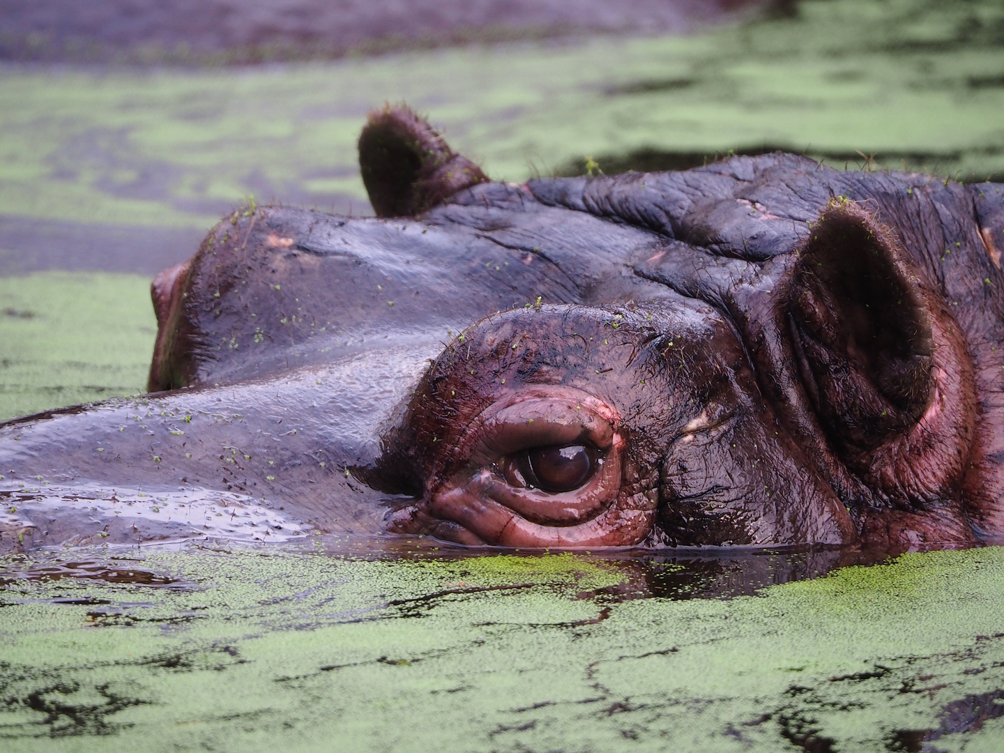 Hippopotamus (Hippopotamus amphibius), 2022-10-29